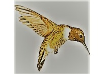 Colibri Colibri
